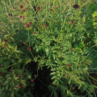 Sanguisorba officinalis 'Martin's Mulberry'