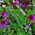 Lathyrus odoratus 'Matucana' - 