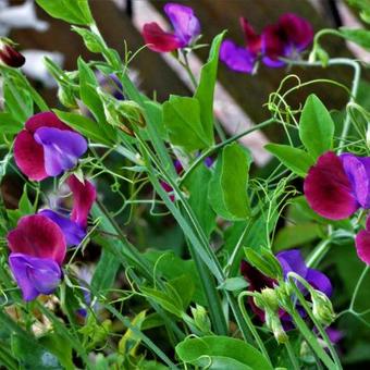 Lathyrus odoratus 'Matucana'