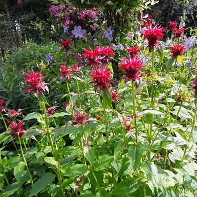 Monarda 'Gardenview Scarlet' - Monarda 'Gardenview Scarlet'