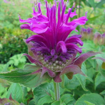 Monarda 'Purple Lace'