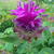 Monarda 'Purple Lace'