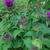 Monarda 'Purple Lace'