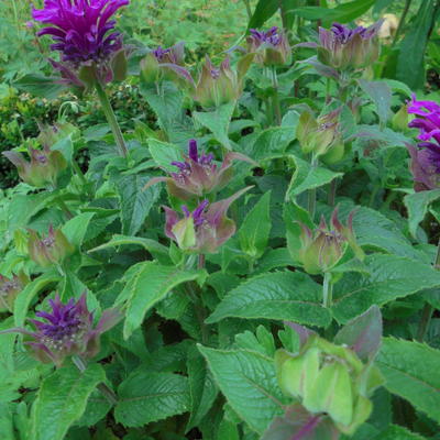 Monarda 'Purple Lace' - Monarda 'Purple Lace'