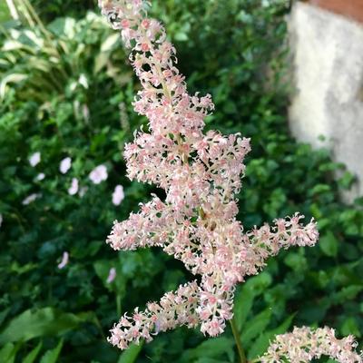 Astilbe japonica 'Peach Blossom' - Astilbe japonica  'Peach Blossom'