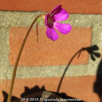 Pinguicula macroceras