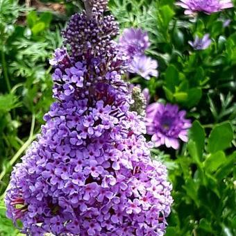 Buddleja davidii 'BUZZ Violet'