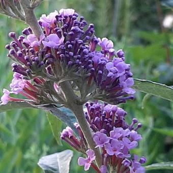 Buddleja davidii 'BUZZ Violet'