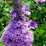 Buddleja davidii 'BUZZ  Purple' - Buddleja davidii 'Buzz Purple'