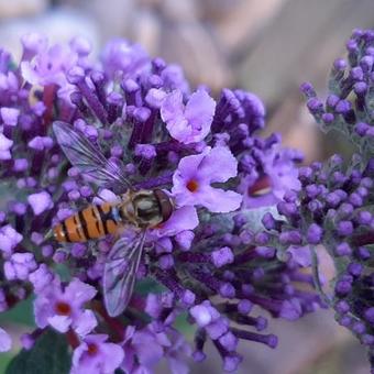 Buddleja davidii 'BUZZ  Purple'