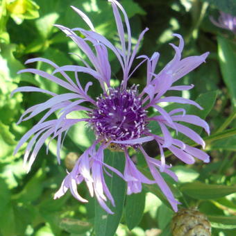 Centaurea jacea