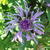 Centaurea jacea