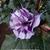 Datura metel 'Double Purple'