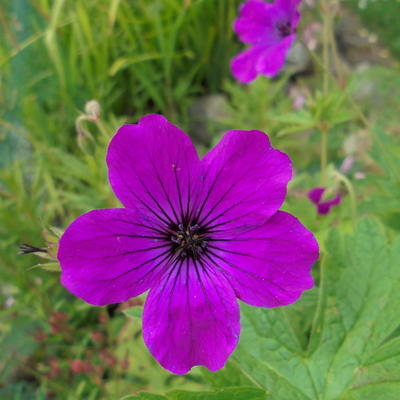 Geranium psilostemon 'Red Admiral' - 