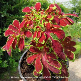 Plectranthus scutellarioides  UNDER THE SEA 'Red Coral'