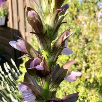 Acanthus hungaricus