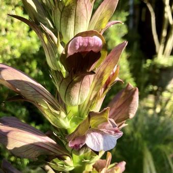 Acanthus hungaricus