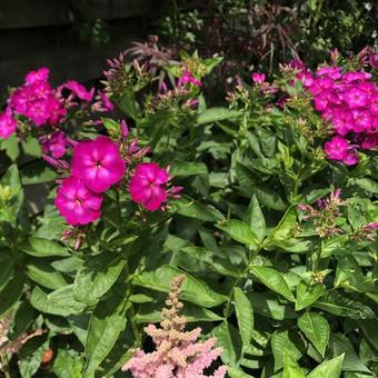 Phlox paniculata 'Velvet FLAME