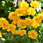 Coreopsis grandiflora ‘Presto’ - 