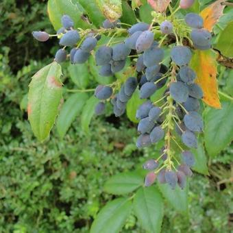 Mahonia aquifolium