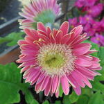 Gerbera jamesonii  - 