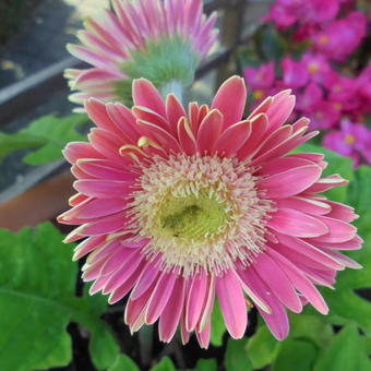 Gerbera jamesonii