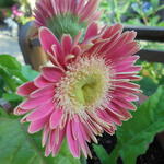 Gerbera jamesonii  - Barberton-Gerbera