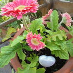 Gerbera jamesonii  - Barberton-Gerbera