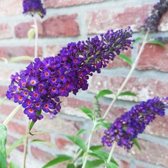 Buddleja davidii 'African Queen'