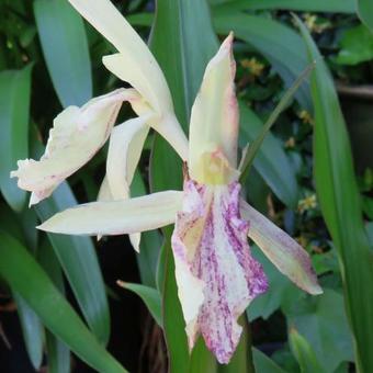 Roscoea x beesiana