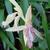 Roscoea x beesiana