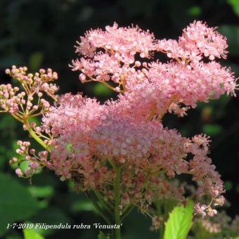 Filipendula rubra 'Venusta'