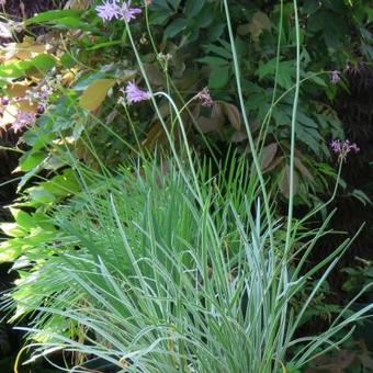 Tulbaghia violacea 'Silver Lace'