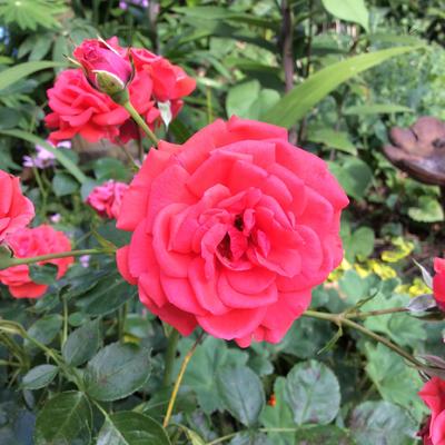 Rosa ‘Versailles Palace’ - 