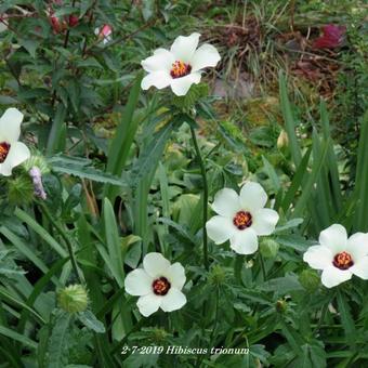 Hibiscus trionum