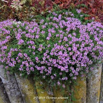 Thymus praecox