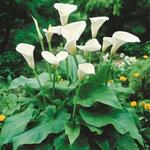 Zantedeschia albomaculata - 