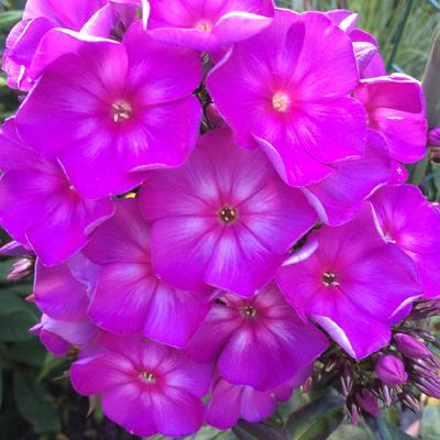 Phlox paniculata ‘SWEET SUMMER Surprise’ - 