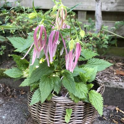 Campanula punctata 'Pink Octopus' - 