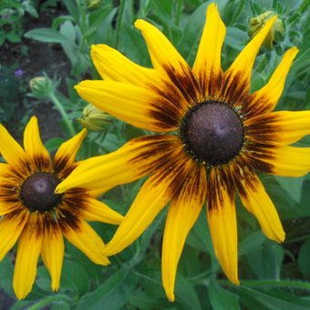 Rudbeckia 'Berlin'