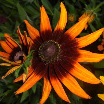 Rudbeckia 'Berlin'