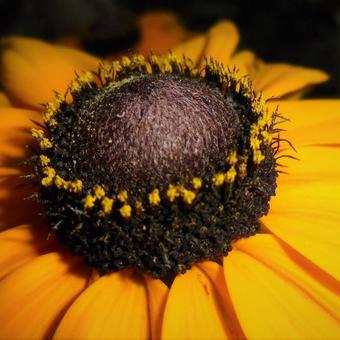 Rudbeckia 'Berlin'