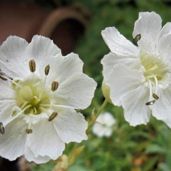 Silene uniflora 'Weisskehlchen'