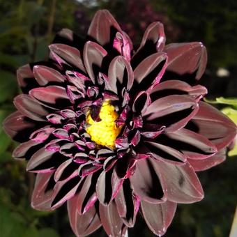 Dahlia 'Arabian Night'