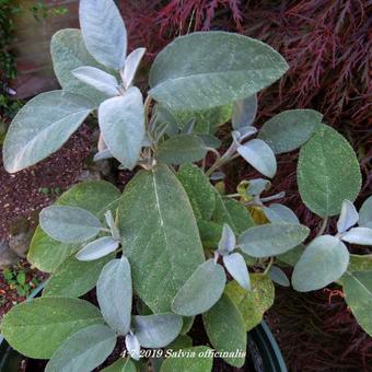 Salvia officinalis