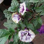 Datura metel 'Double Purple' - 