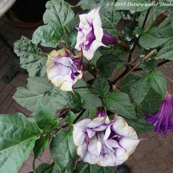 Datura metel 'Double Purple'