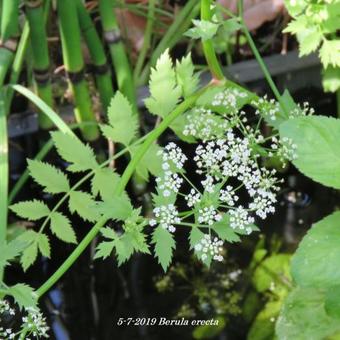 Berula erecta