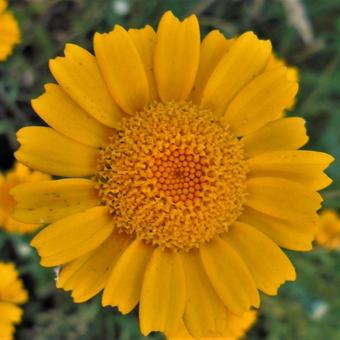 Anthemis tinctoria