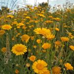 Anthemis tinctoria - Färberkamille - Anthemis tinctoria